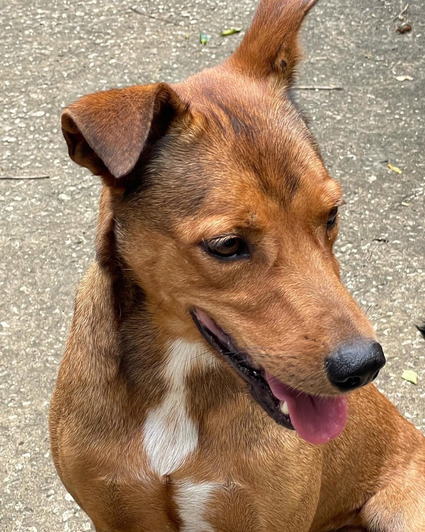 Rescue animal from Ocean Acres